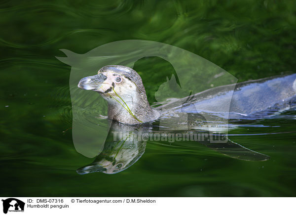Humboldtpinguin / Humboldt penguin / DMS-07316