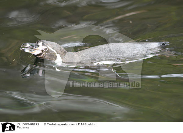 Humboldtpinguin / Patranca / DMS-08272