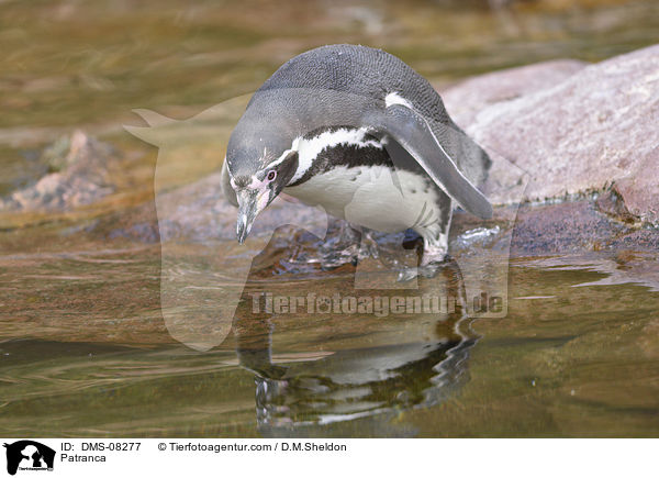 Humboldtpinguin / Patranca / DMS-08277