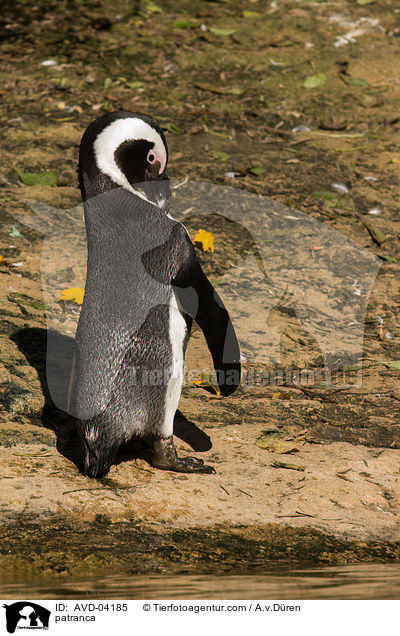 Humboldtpinguin / patranca / AVD-04185
