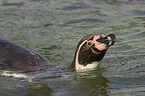 Humboldt penguin