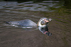 Humboldt penguin