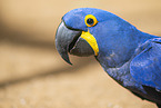 Hyacinth macaw
