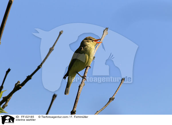 icterine warbler / FF-02185