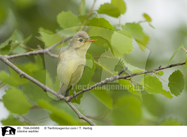 Gartensptter / icterine warbler / THA-04966