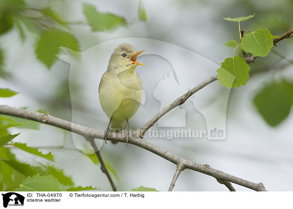 Gartensptter / icterine warbler / THA-04970
