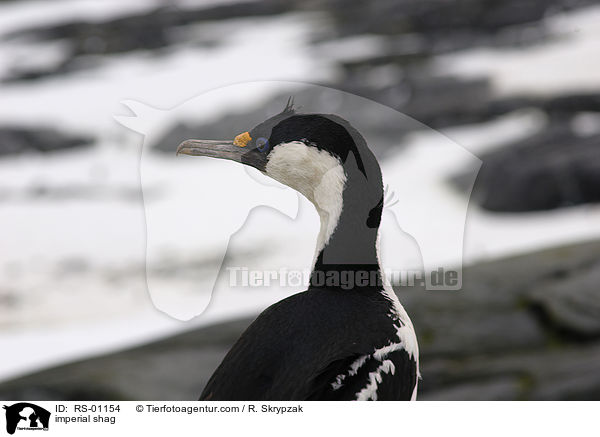 imperial shag / RS-01154