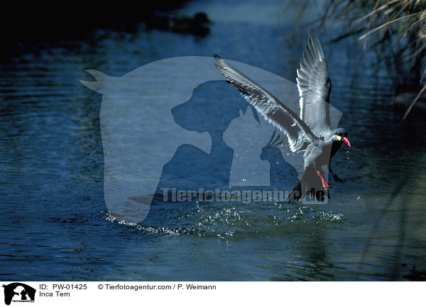 Inca Tern / PW-01425