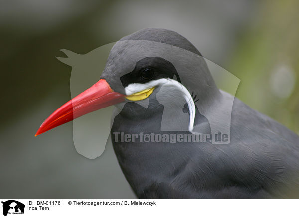 Inkaseeschwalbe / Inca Tern / BM-01176
