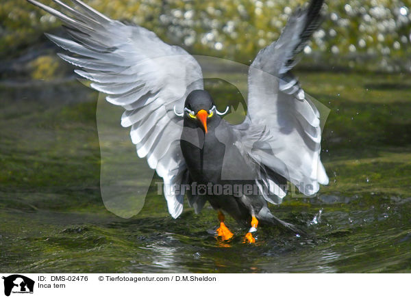 Inkaseeschwalbe / Inca tern / DMS-02476
