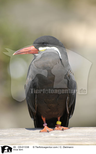 Inkaseeschwalbe / Inca tern / CD-01338