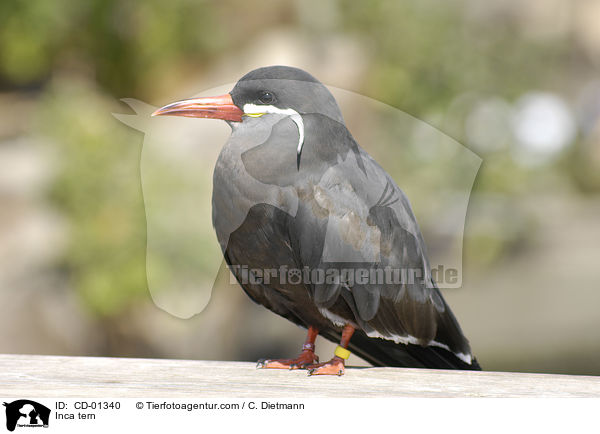 Inkaseeschwalbe / Inca tern / CD-01340