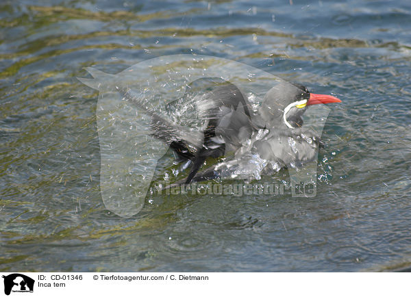 Inkaseeschwalbe / Inca tern / CD-01346