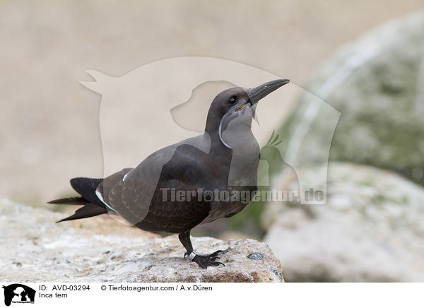 Inca tern / AVD-03294