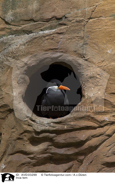 Inca tern / AVD-03299