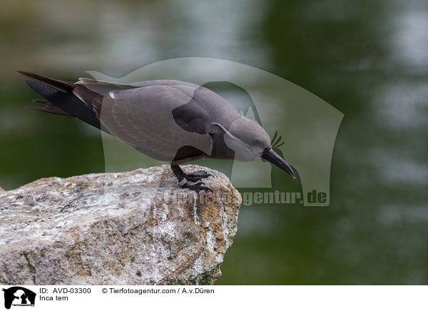 Inca tern / AVD-03300