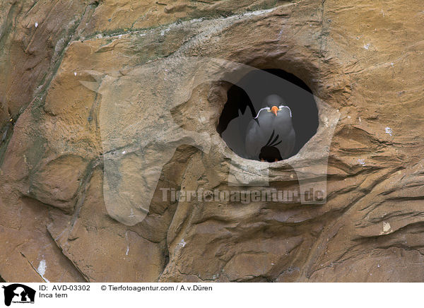 Inca tern / AVD-03302