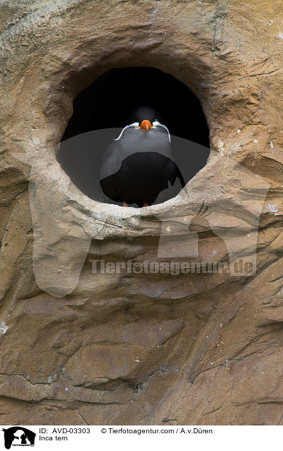 Inkaseeschwalbe / Inca tern / AVD-03303