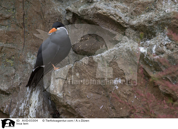 Inca tern / AVD-03304