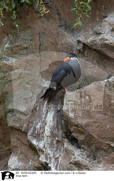 Inca tern / AVD-03305