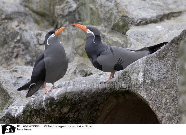 Inca terns / AVD-03308