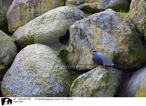 Inkaseeschwalbe / Inca tern / AVD-05195