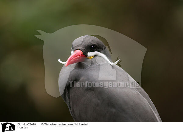 Inkaseeschwalbe / Inca tern / HL-02494