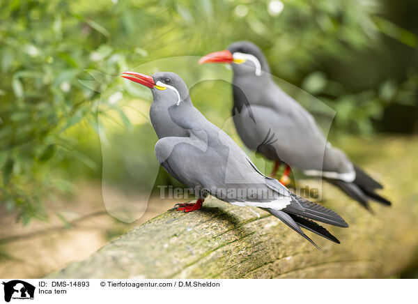 Inkaseeschwalbe / Inca tern / DMS-14893