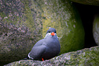 Inca tern