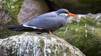 Inca tern