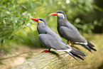 Inca tern
