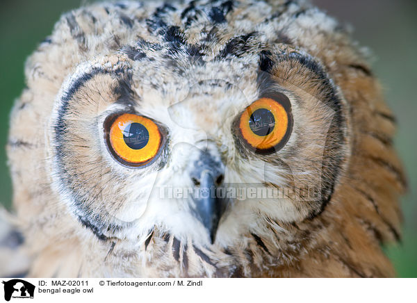 Bengalischer Uhu / bengal eagle owl / MAZ-02011