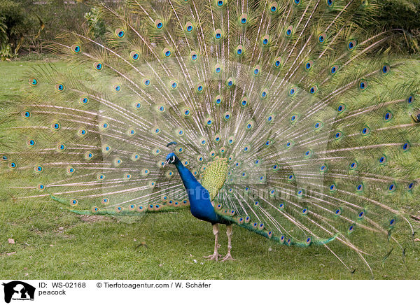 peacock / WS-02168