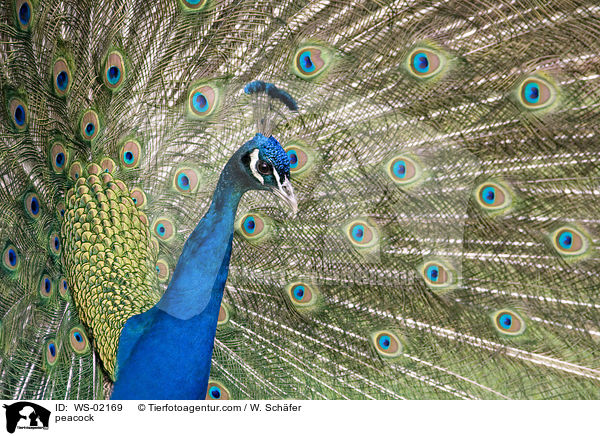 peacock / WS-02169