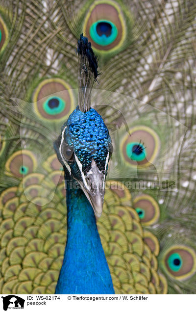 Blau indischer Pfau / peacock / WS-02174