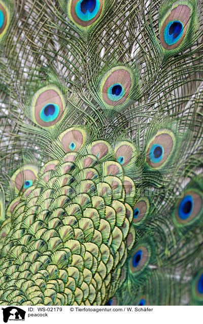 Blau indischer Pfau / peacock / WS-02179