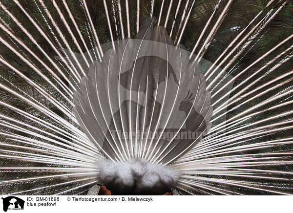 blue peafowl / BM-01696