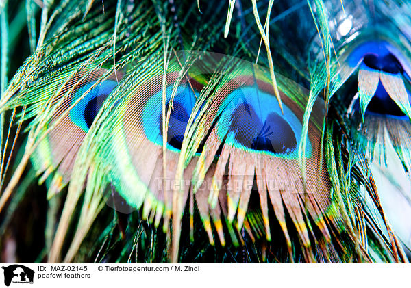 Pfauenfedern / peafowl feathers / MAZ-02145