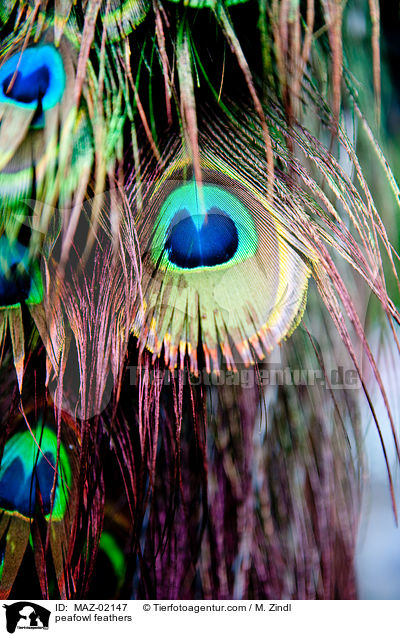 Pfauenfedern / peafowl feathers / MAZ-02147
