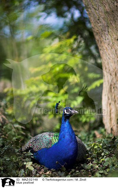 Blau indischer Pfau / blue peafowl / MAZ-02148