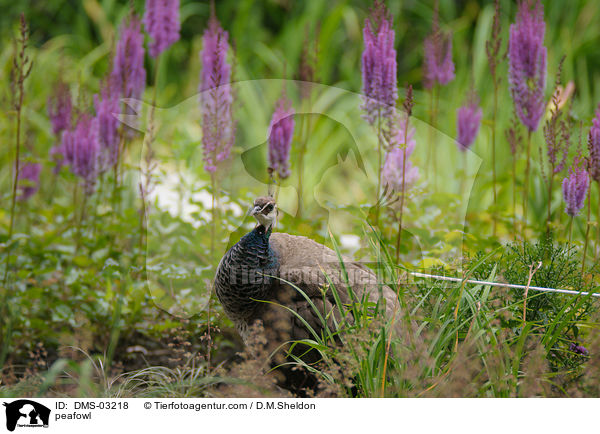 peafowl / DMS-03218