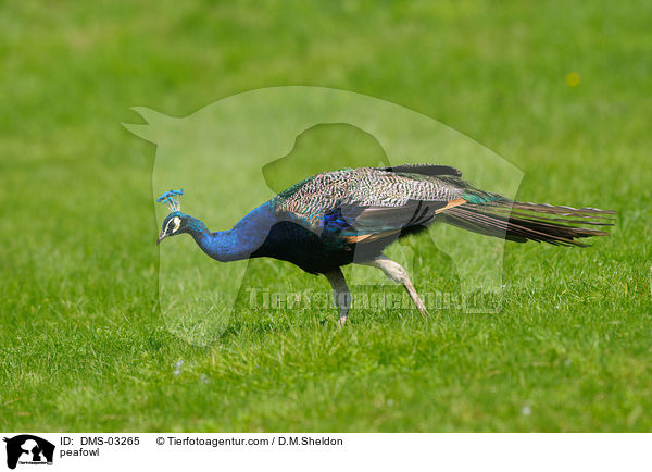 peafowl / DMS-03265