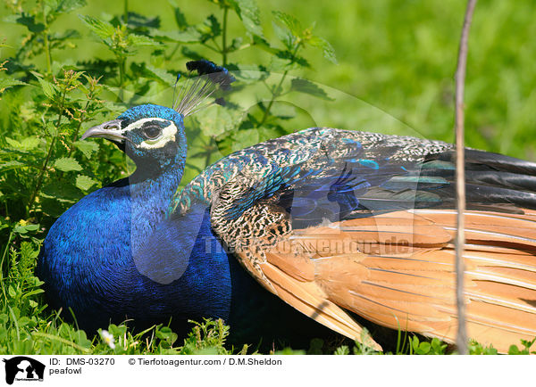 peafowl / DMS-03270