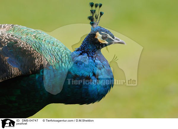 peafowl / DMS-04747