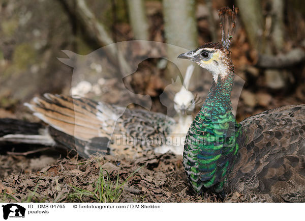 peafowls / DMS-04765