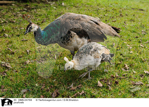 Blau Indische Pfauen / peafowls / DMS-04768