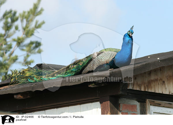 Blau indischer Pfau / peafowl / IP-02466