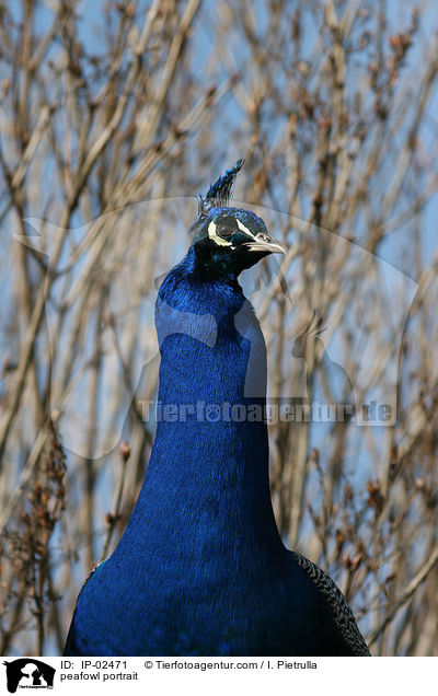 peafowl portrait / IP-02471