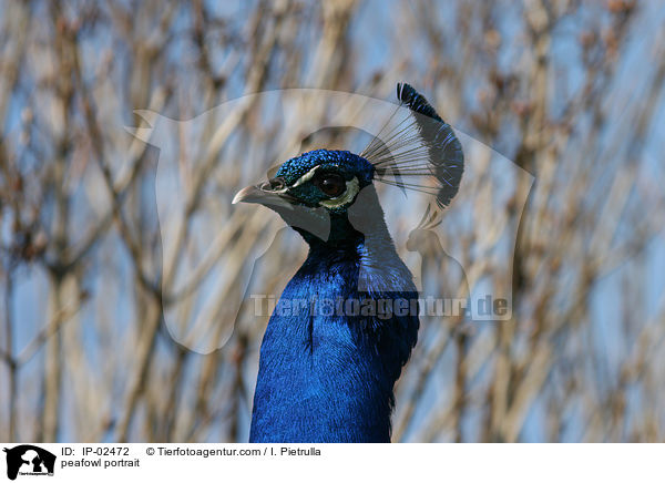 Blau indischer Pfau Portrait / peafowl portrait / IP-02472