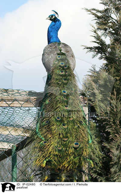 Blau indischer Pfau / peafowl / IP-02480